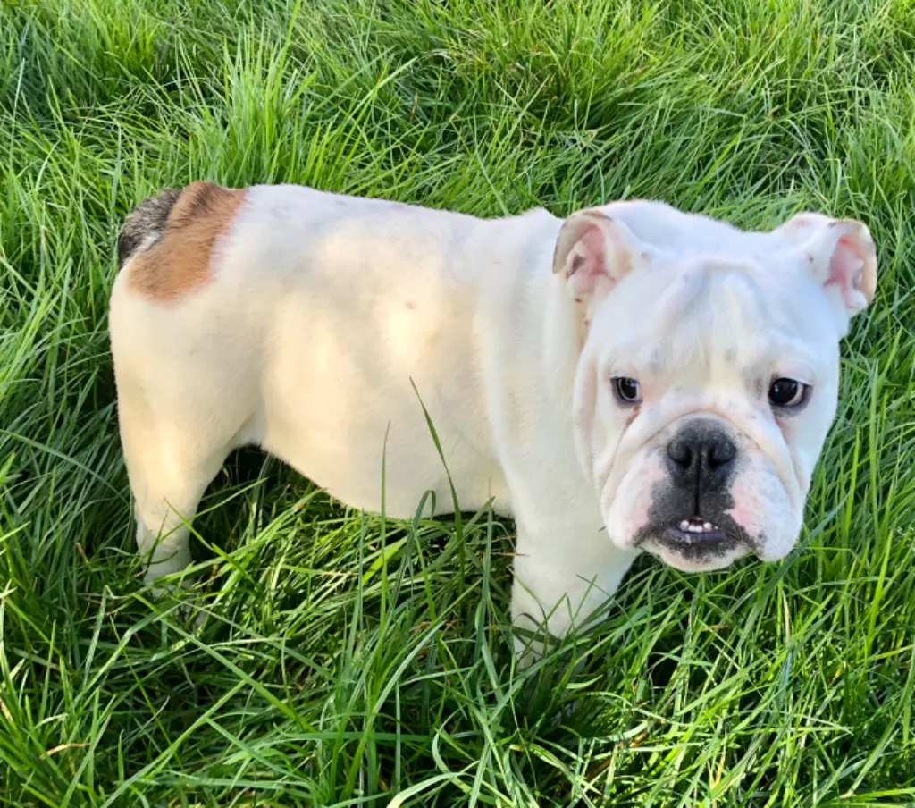 Karine Arseneau - Chiots disponibles - Bulldog Anglais